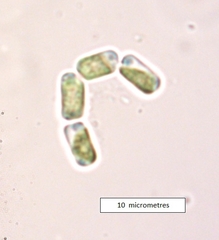 Stichococcus