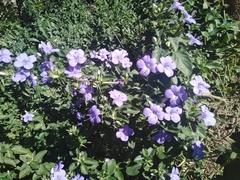 Barleria obtusa