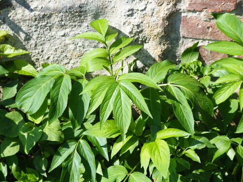 Sambucus javanica (Sambucus javanica)