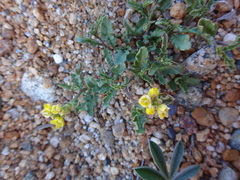 Rorippa subumbellata