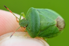 Palomena viridissima