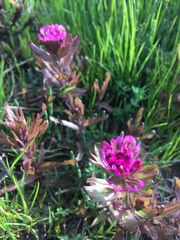 Castilleja ambigua humboldtiensis