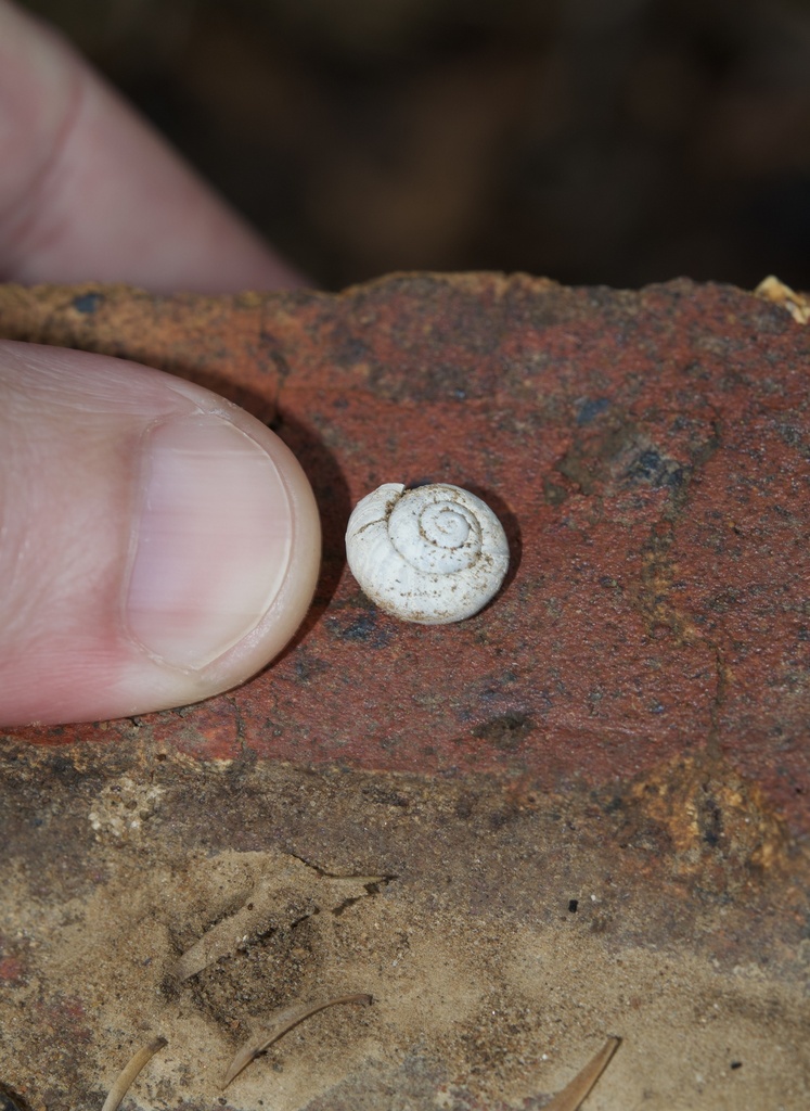 Nomadic Velvet Snail