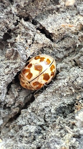 Oenopia conglobata contaminata