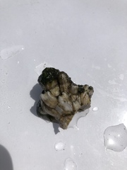 Amphibalanus amphitrite