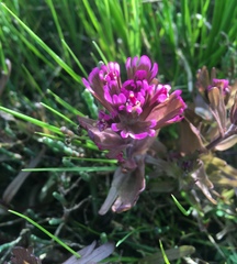 Castilleja ambigua humboldtiensis