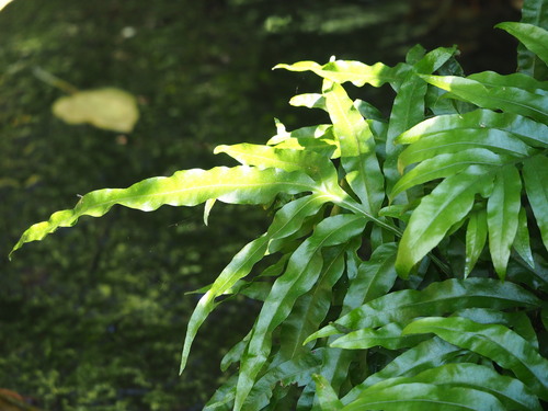 Image of Broad-Pinna Colysis (Leptochilus ellipticus) by no rights reserved