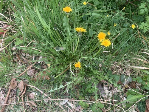 spiky-leaved dandelion (Taraxacum chloroticum)