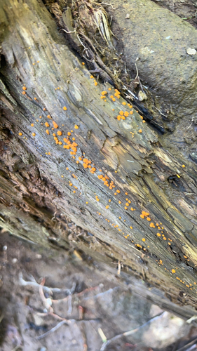 Dacrymyces stillatus