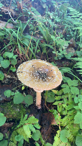Amanita pantherina