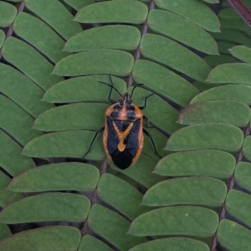 Horehound Bug photo 2
