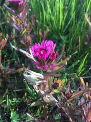 Castilleja ambigua humboldtiensis