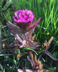 Castilleja ambigua humboldtiensis