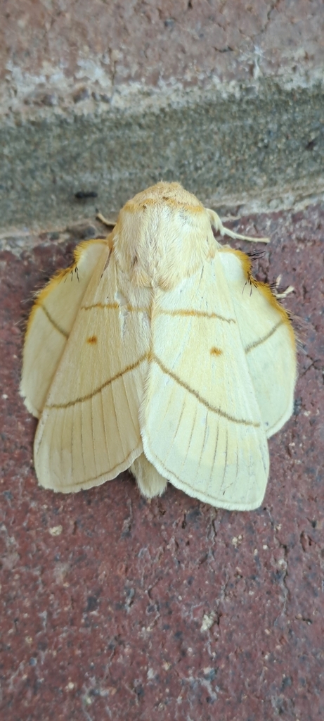 Lemon Lappet