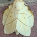 Trichopisthia monteiroi - Photo (c) cefox, alguns direitos reservados (CC BY-NC), uploaded by cefox