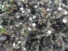 Euploca confertifolia