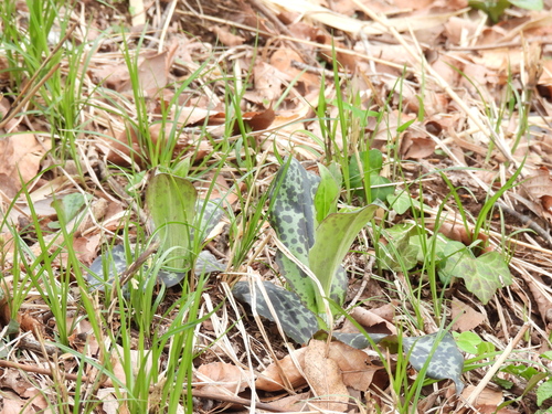 Image of Erythronium Japonicum (Erythronium japonicum) by no rights reserved