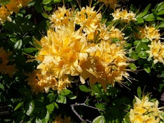 Rhododendron calendulaceum