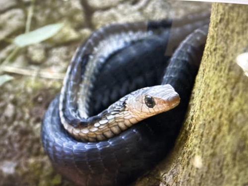 Western Black Tree Snake