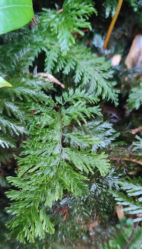 Trichomanes cupressoides observed 2024-03-24