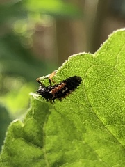 Harmonia axyridis