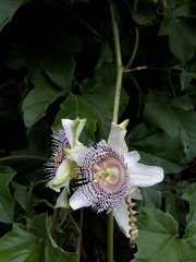 Passiflora adenopoda