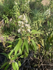 Miconia bicolor