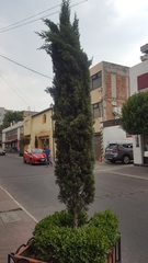Cupressus sempervirens