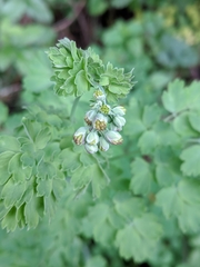 Thalictrum fendleri polycarpum