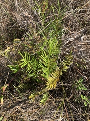 Pteris bahamensis