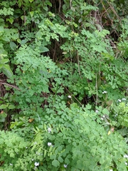Thalictrum fendleri polycarpum