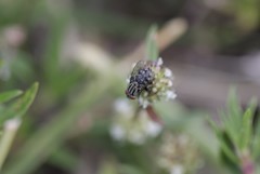 Diptera