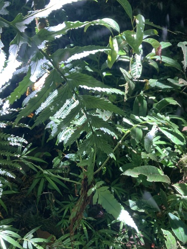 Asplenium pellucidum observed 2024-04-06