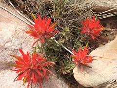 Castilleja chromosa