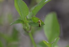 Creontiades rubrinervis