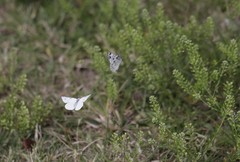 Pontia protodice