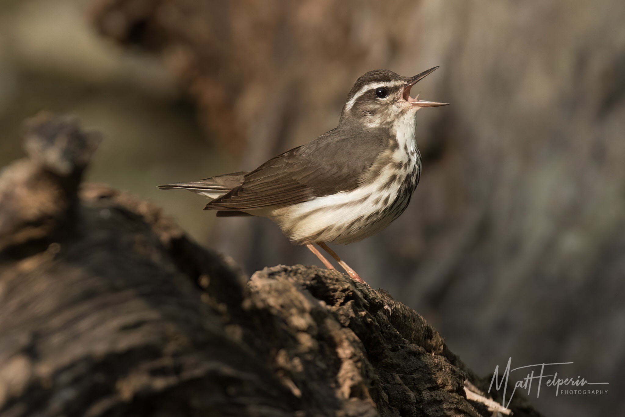 Louisiana Waterthrush illustration