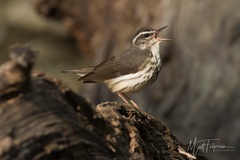 Louisiana Waterthrush photo 5