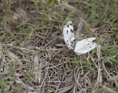 Pontia protodice