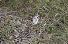 Pontia protodice