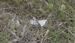 Pontia protodice