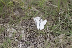 Pontia protodice