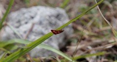 Pyrausta tyralis