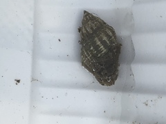 Urosalpinx cinerea image