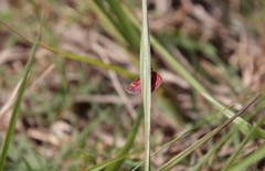 Pyrausta tyralis