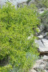 Forestiera pubescens pubescens