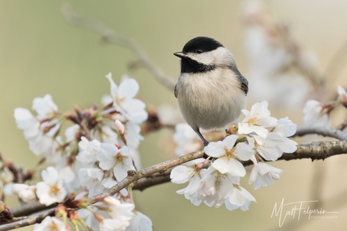 Carolina Chickadee