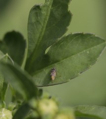 Diptera