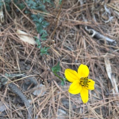 Bidens serrulata