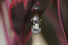 Danaus plexippus